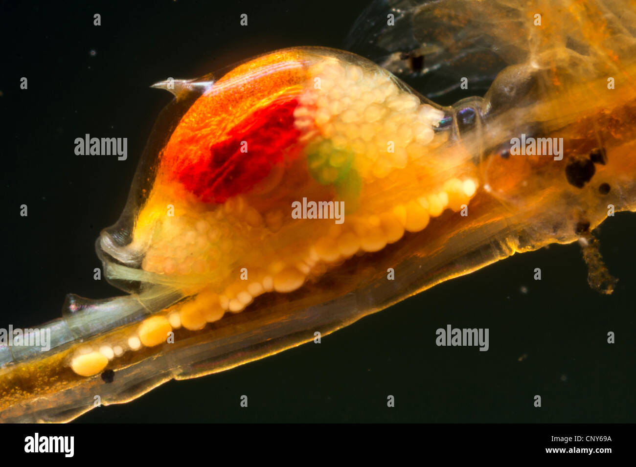 Macrocrustacean Tanymastix stagnalis, Anostraca (SAC), la reproduction Banque D'Images