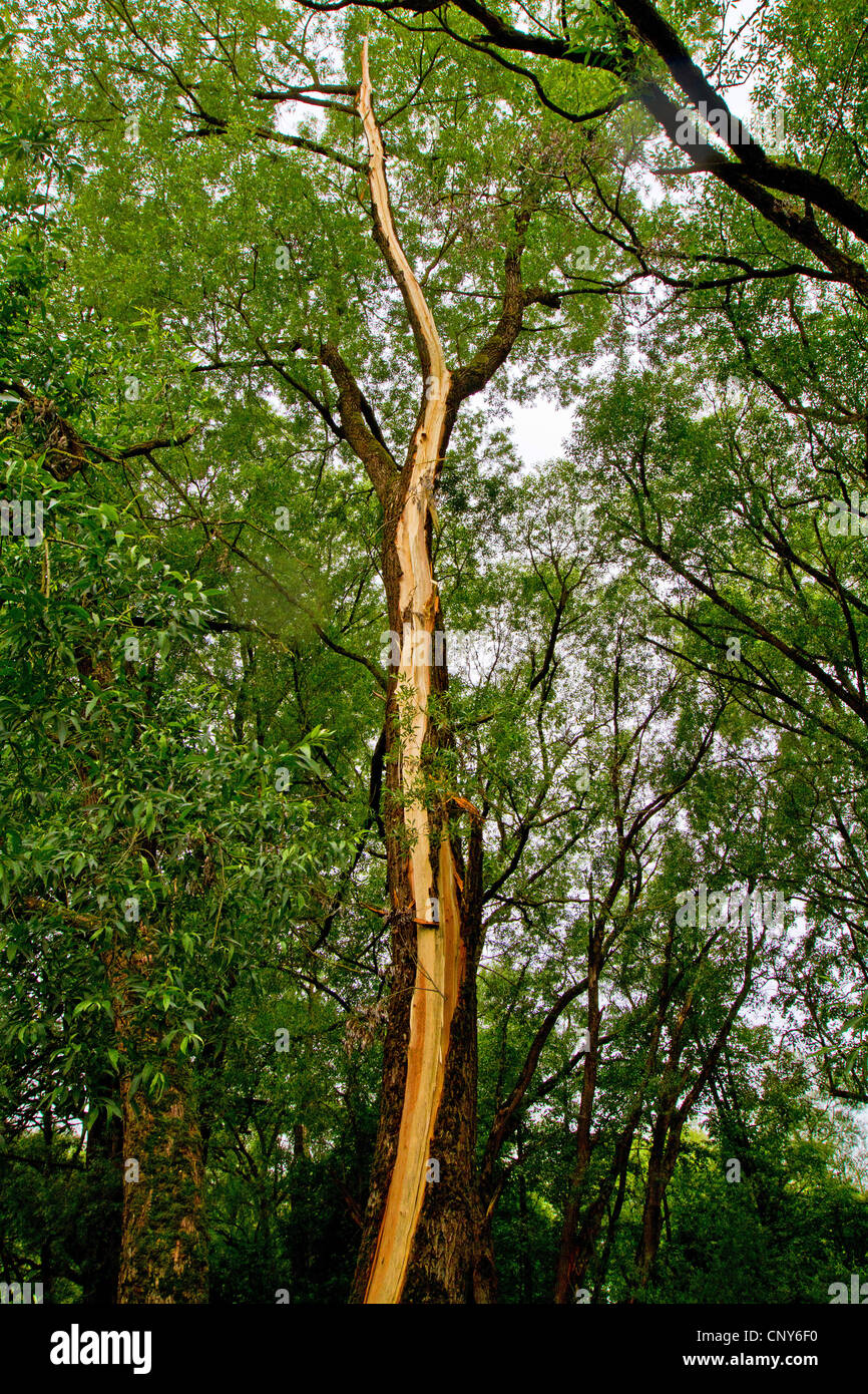 Le saule blanc (Salix alba), divisée par la foudre d'un sroke, Allemagne, Bavière, Isental Banque D'Images