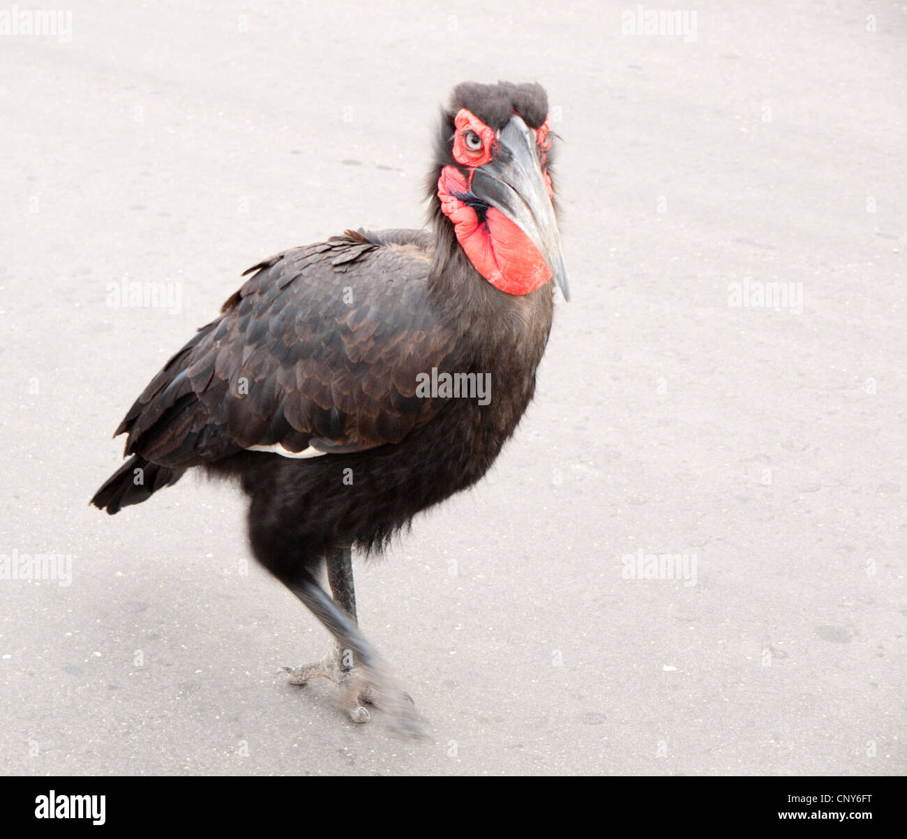 Calao marche sur route Banque D'Images