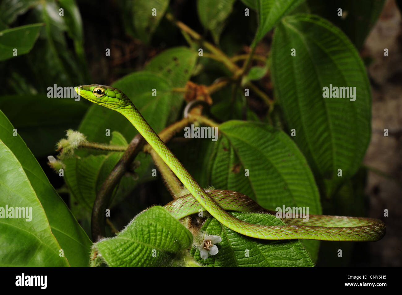 Leptophis ahaetulla parrot (serpent), liquidation sur les branches, Honduras Banque D'Images