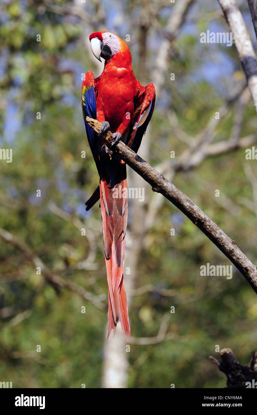 Ara rouge (Ara macao), assis sur une branche, Honduras, Salvador Banque D'Images