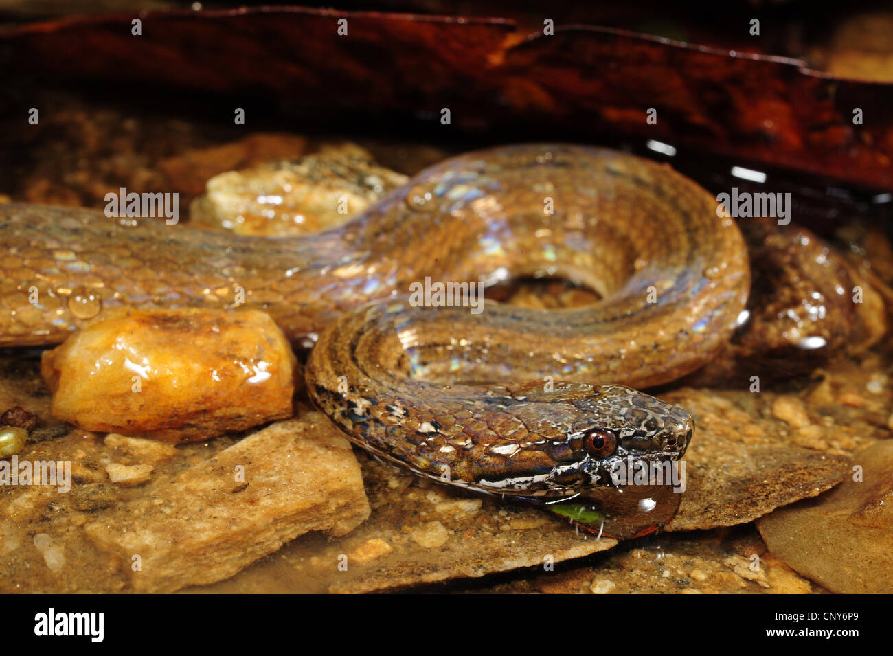 Serpent à deux points, marbrée-jaw spot-bellied snake (Coniophanes bipunctatus), dans un portrait de l'eau peu profonde, Honduras, Roatan Banque D'Images