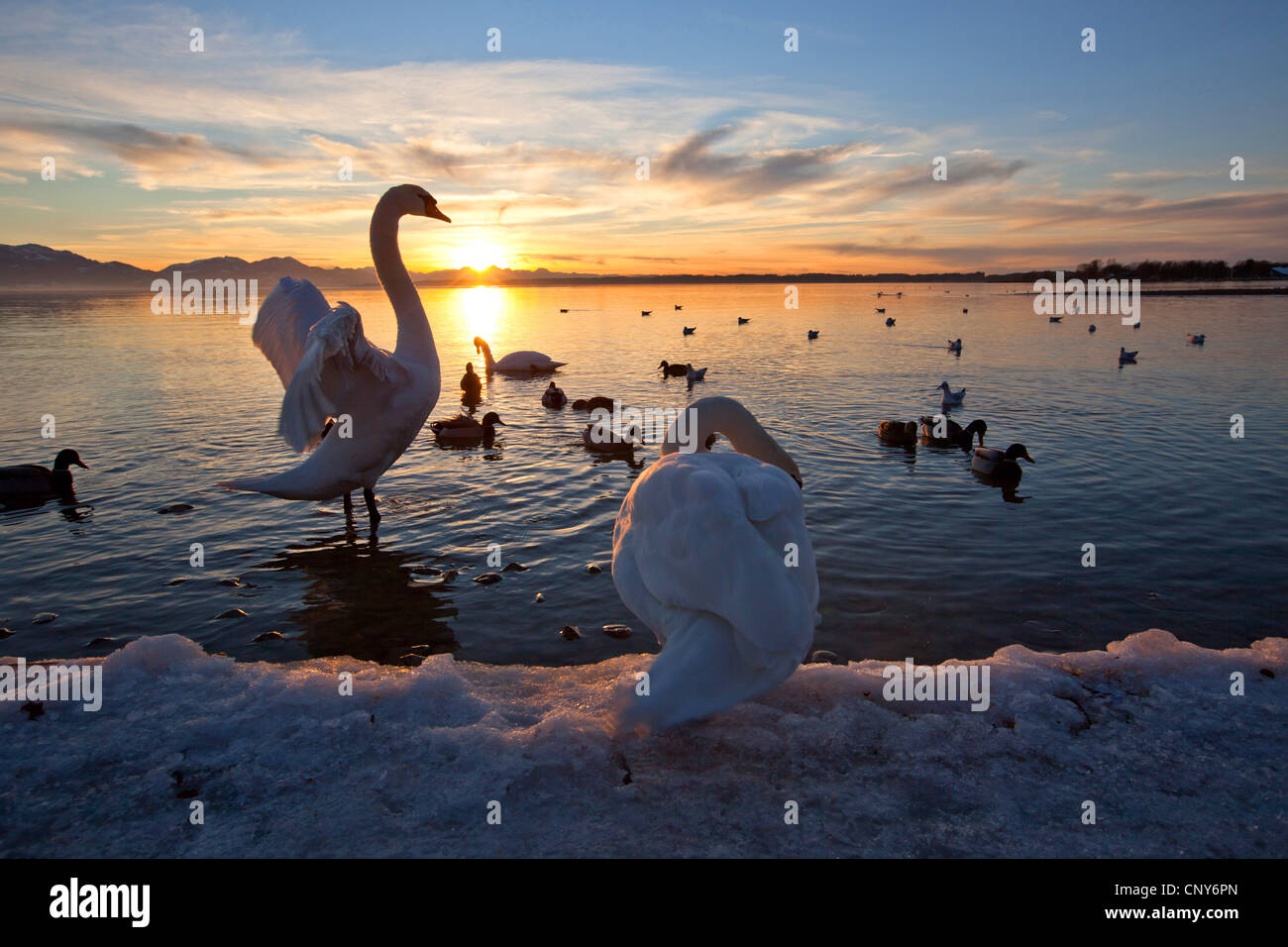 Mute swan (Cygnus olor), les ailes battantes dans le coucher du soleil, de l'Allemagne, de Bavière, le lac de Chiemsee Banque D'Images