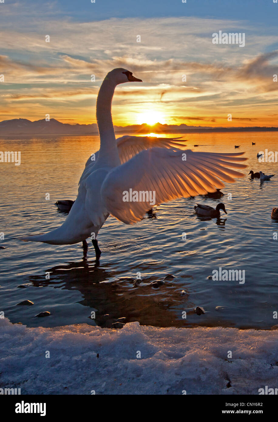 Mute swan (Cygnus olor), les ailes battantes dans le coucher du soleil, de l'Allemagne, de Bavière, le lac de Chiemsee Banque D'Images