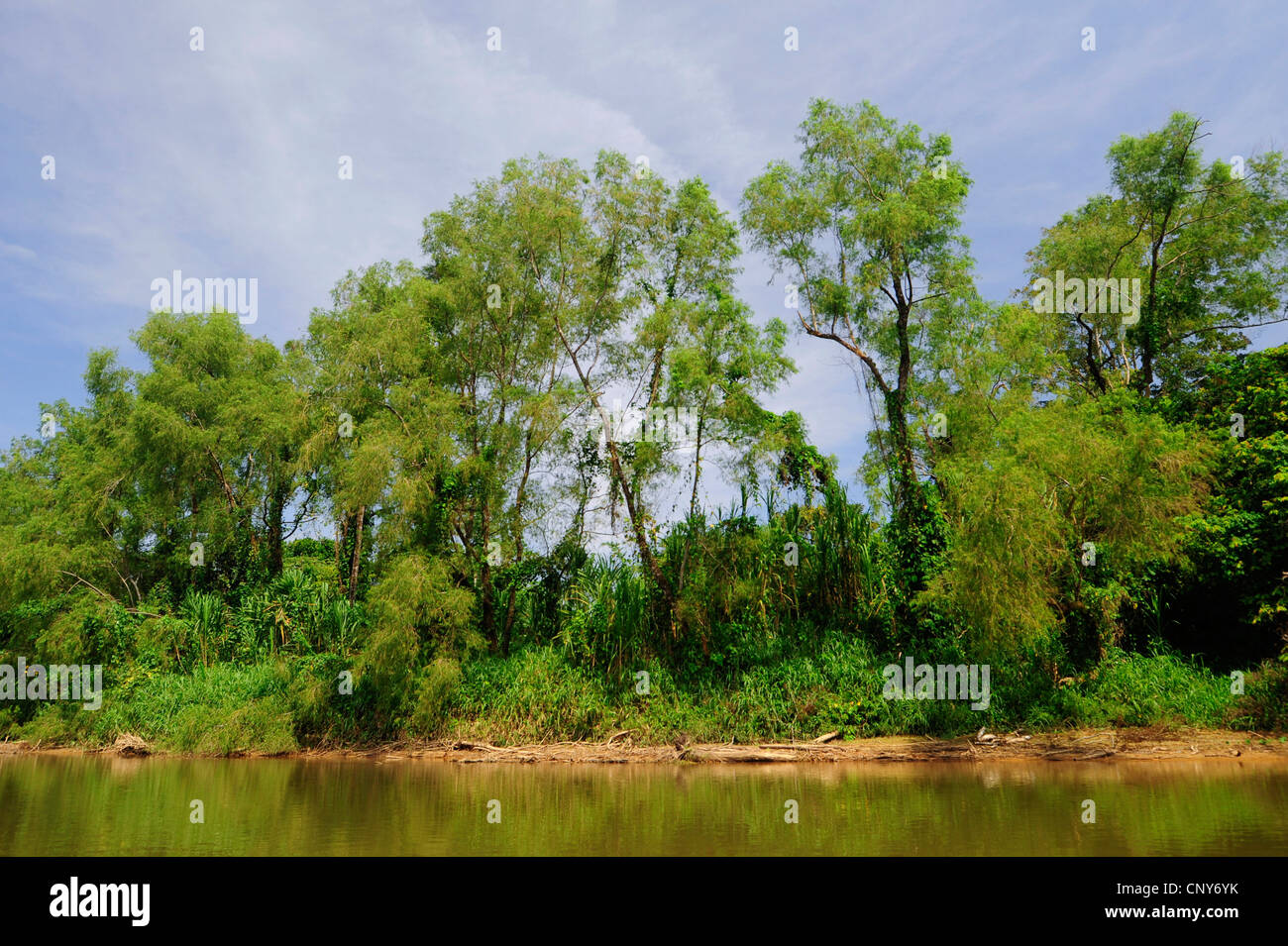 La rive de la rivière dans la forêt tropicale, le Honduras, La Mosquitia, Las Marias Banque D'Images