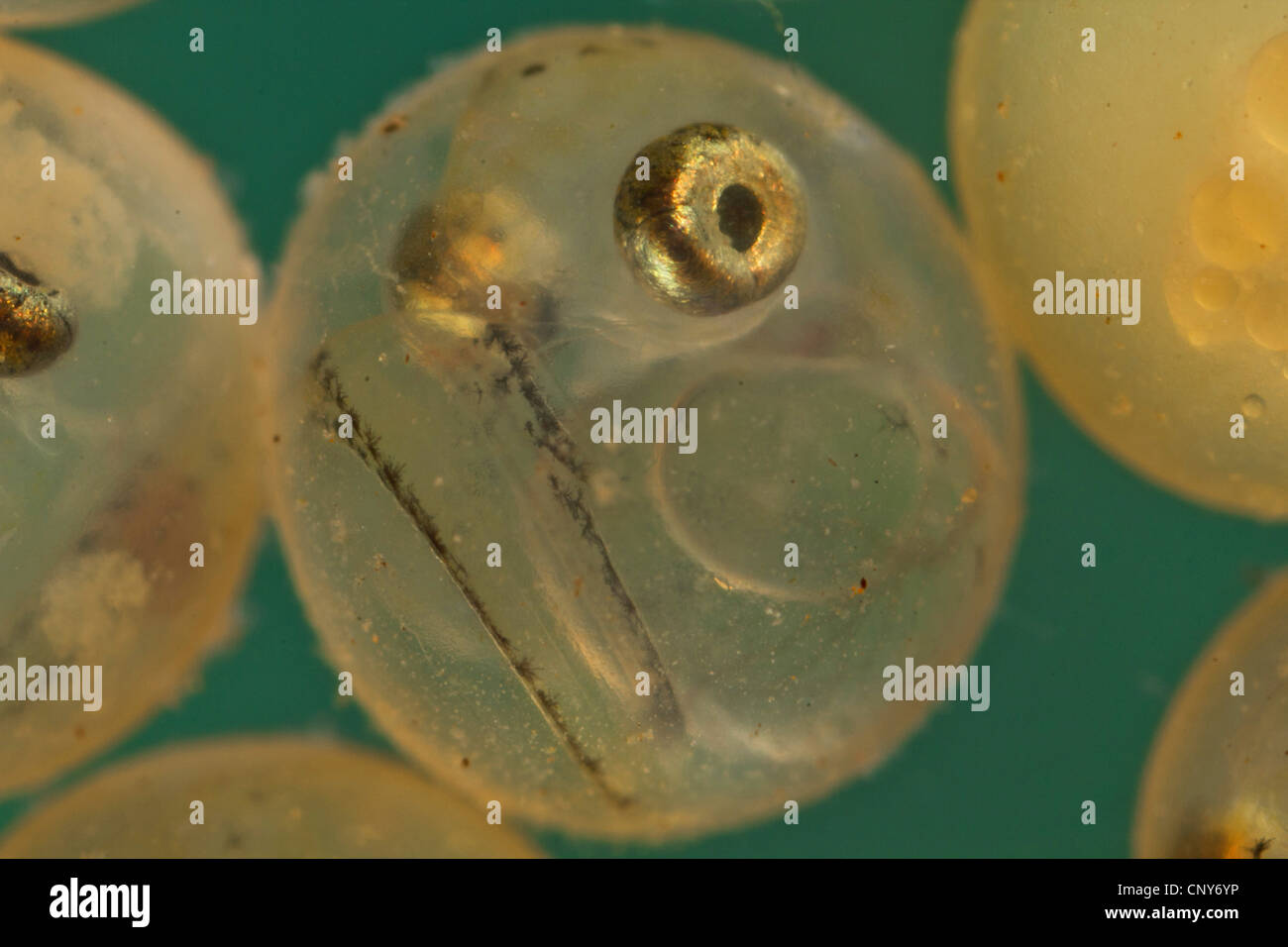 Les corégones du lac, les corégones (Coregonus spec.), les œufs avec les yeux déjà développé Banque D'Images