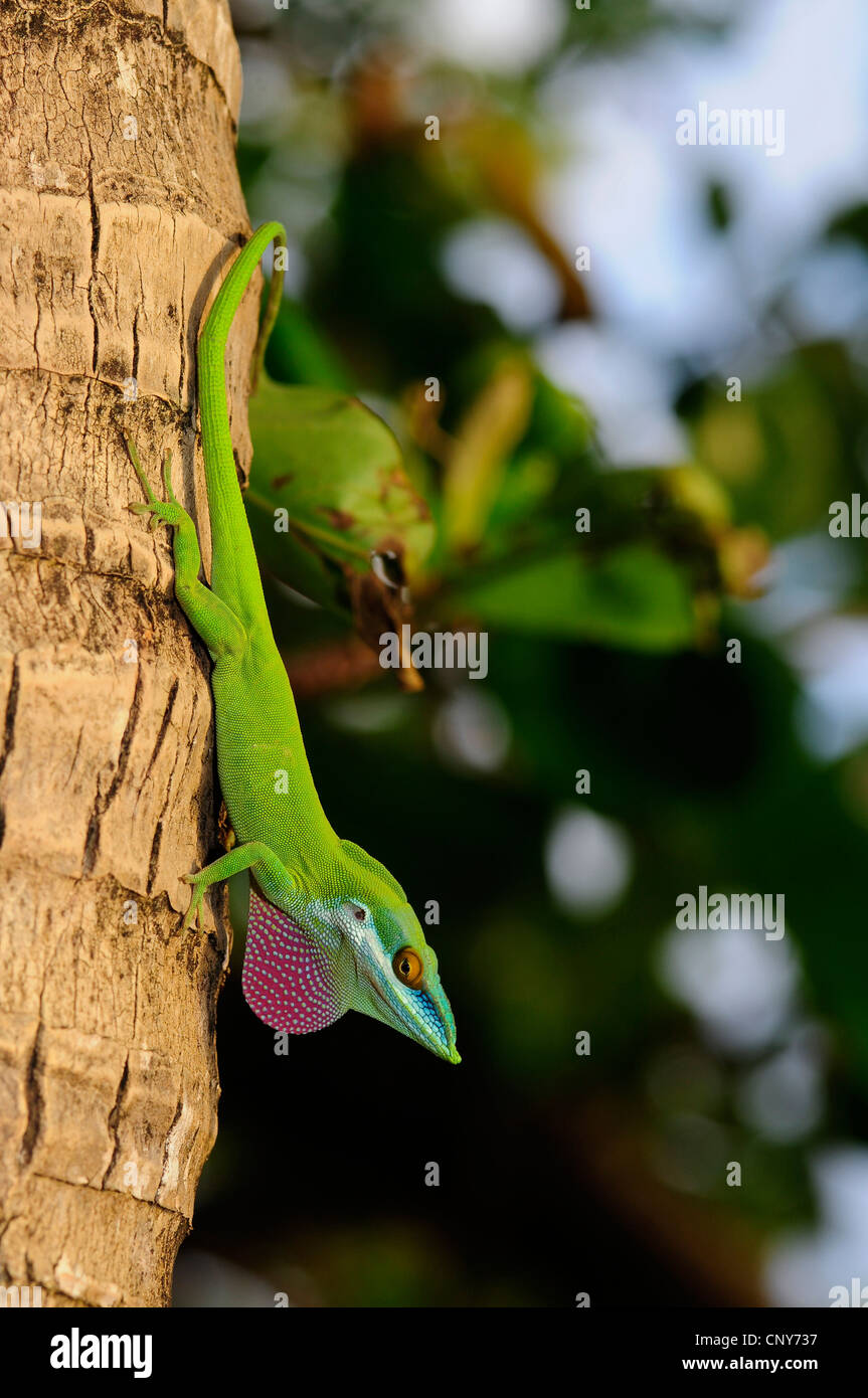 Aole Allison Allisons, l'Anole (Anolis allisoni), homme assis devant un tronc d'arbre d'accouplement, Honduras, Roatan Banque D'Images