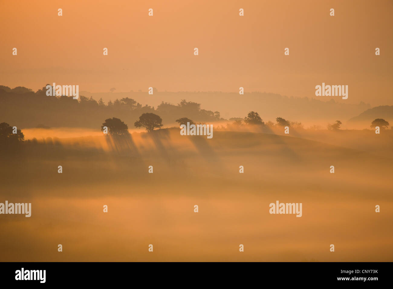Misty dans des domaines en dehors de Crediton, Devon, Angleterre Banque D'Images