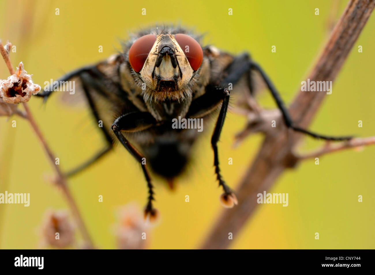 Fleshfly, chair-fly (Sarcophaga carnaria), assis sur les germes, Allemagne Banque D'Images