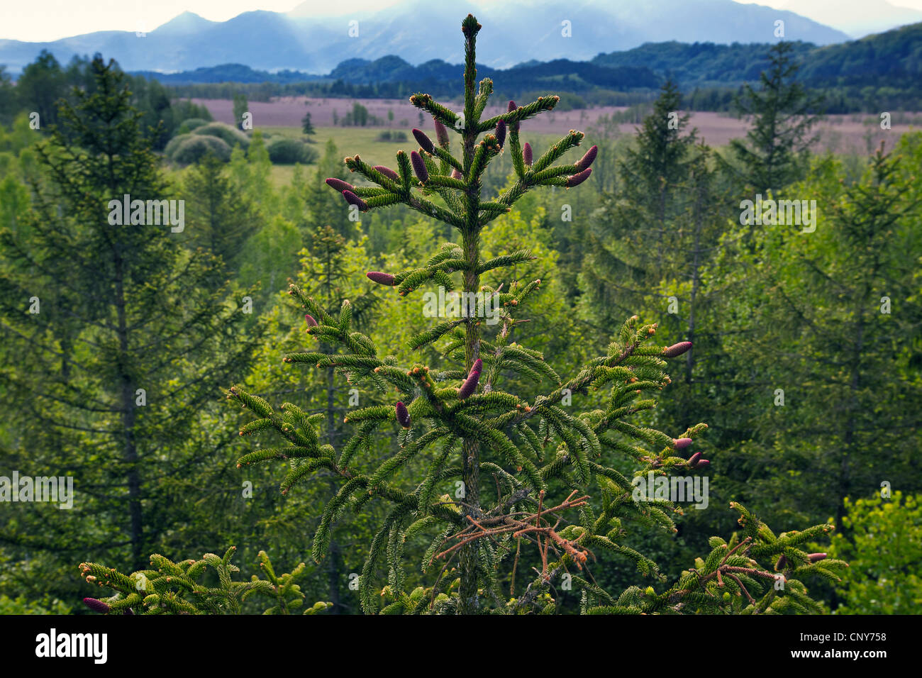 L'épinette de Norvège (Picea abies), les cônes de fleurs sur un arbre, en Allemagne, en Bavière, Murnauer Moos Banque D'Images