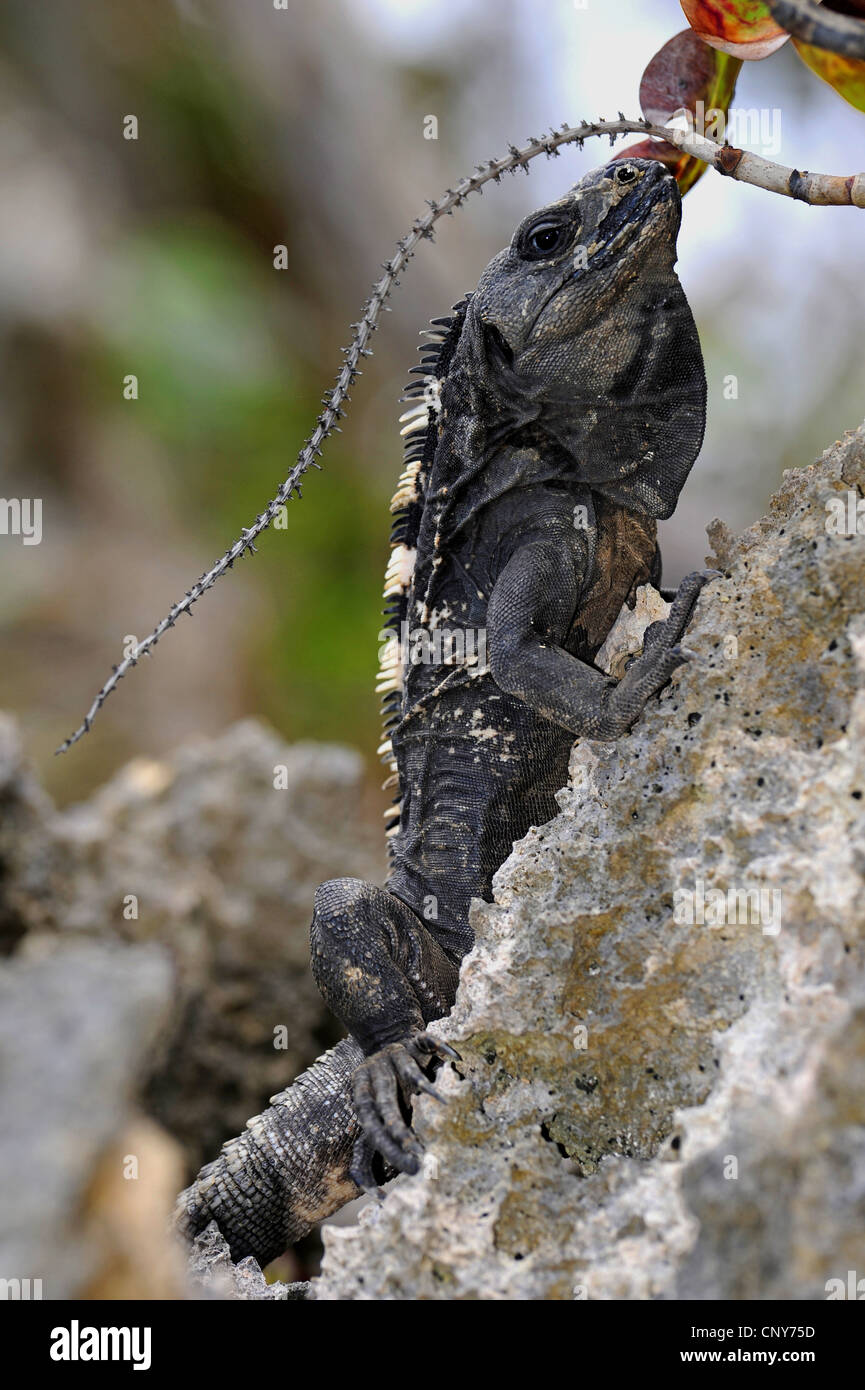 Roatn l'Iguane, de Queiroz, l'Iguane (Ctenosaura oedirhina ), iguane endémique de Roatan, Honduras, Roatan Banque D'Images