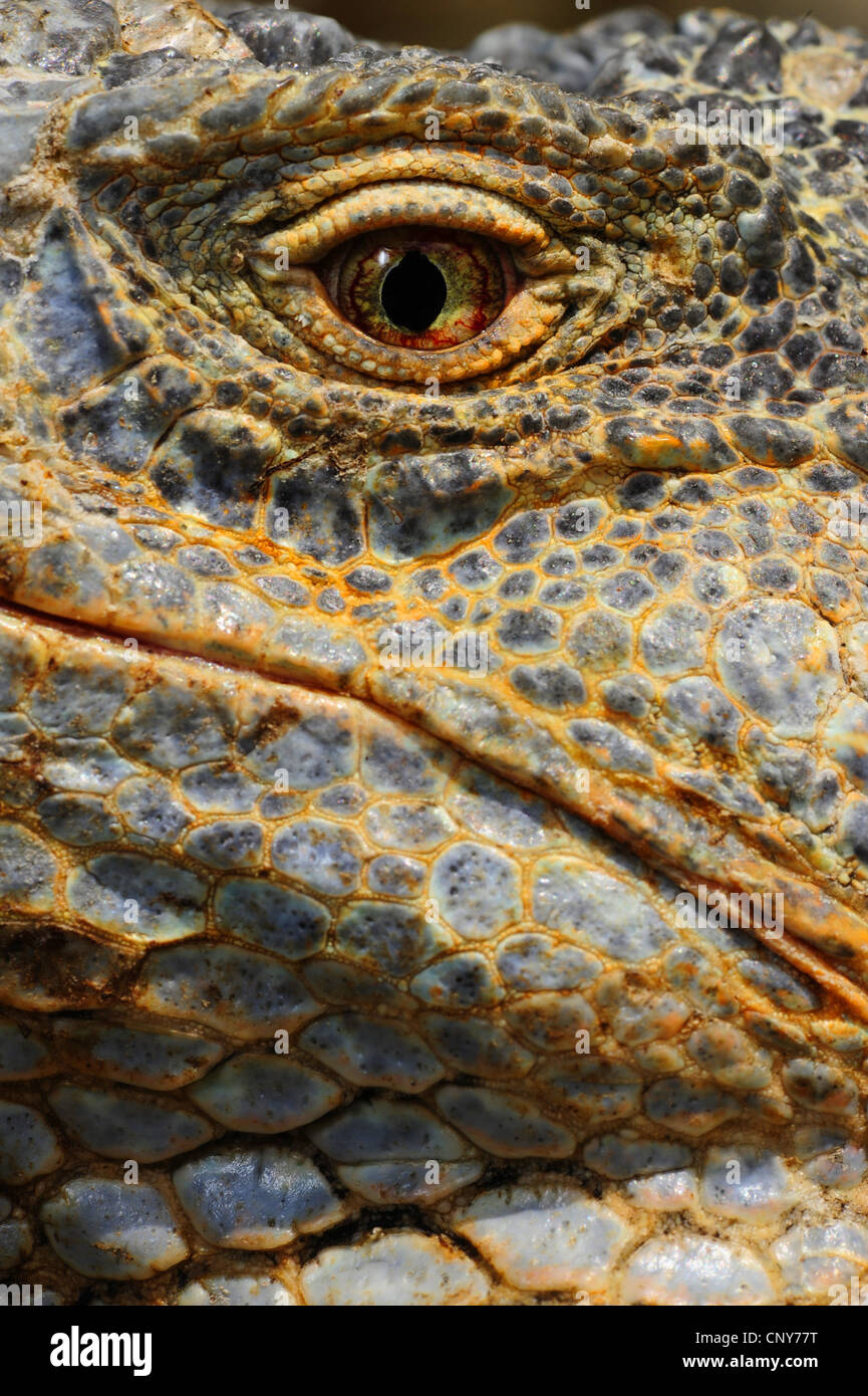 Iguane vert, Iguana iguana iguana (commune), oeil, Honduras, Roatan Banque D'Images