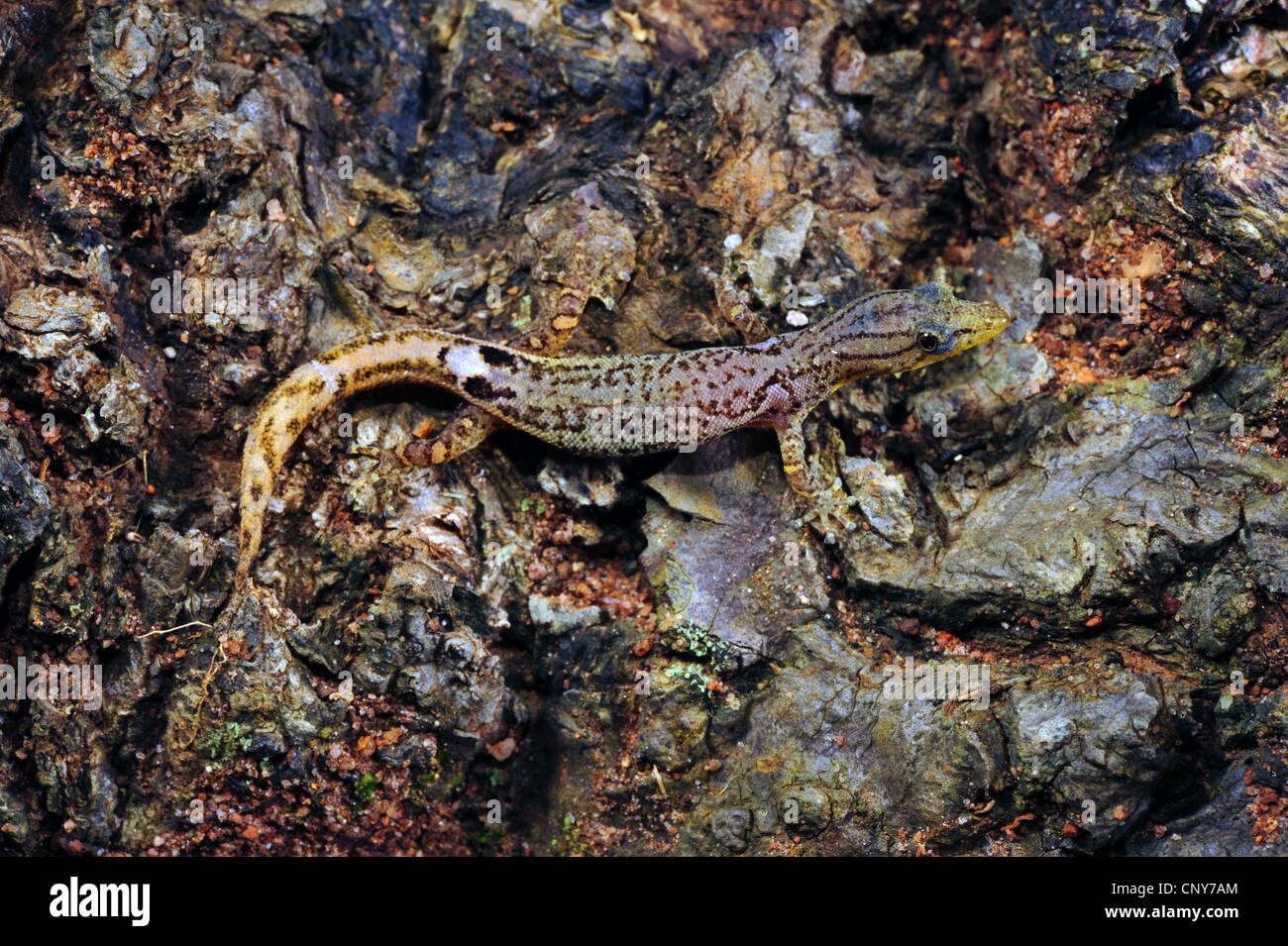 Repéré moins Gecko (Gecko millepunctatus ), assis sur une branche, le Honduras, La Mosquitia Banque D'Images