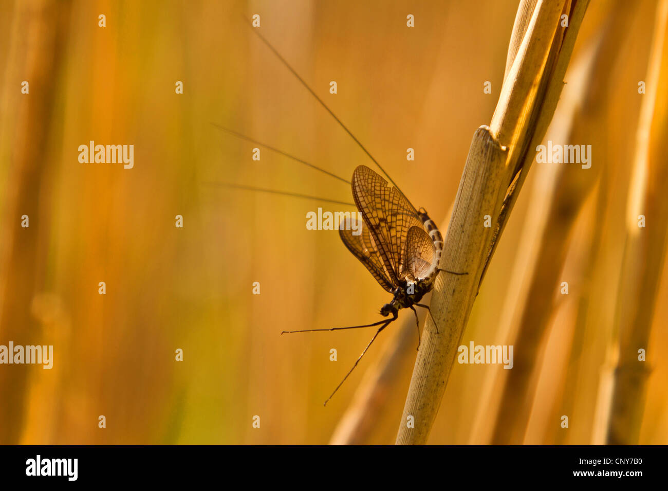 Les éphéméroptères (Ephemeroptera), assis à Reed, l'Allemagne, la Bavière, le lac de Chiemsee Banque D'Images