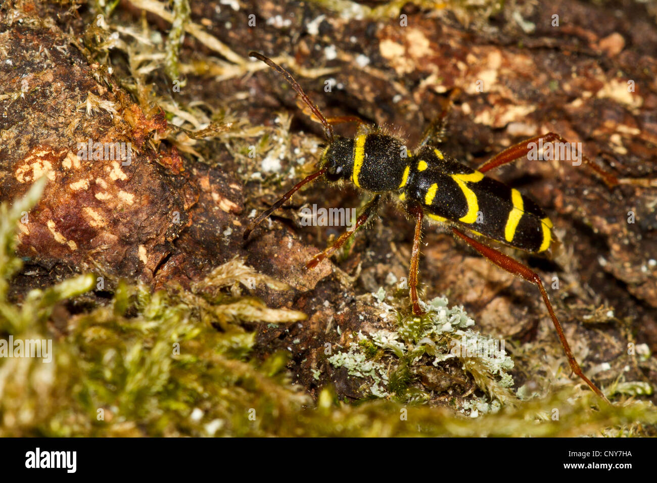 Wasp beetle (Clytus arietis), homme sur le bois mort, l'Allemagne, la Bavière Banque D'Images