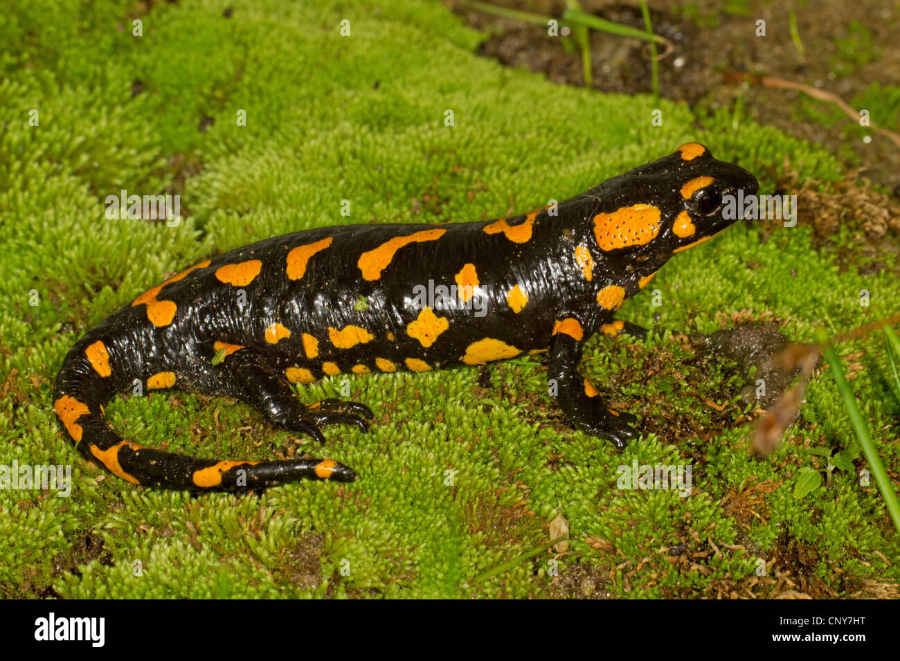 Salamandre terrestre européen (Salamandra salamandra), femme sur de la mousse, de l'Allemagne, la Bavière Banque D'Images