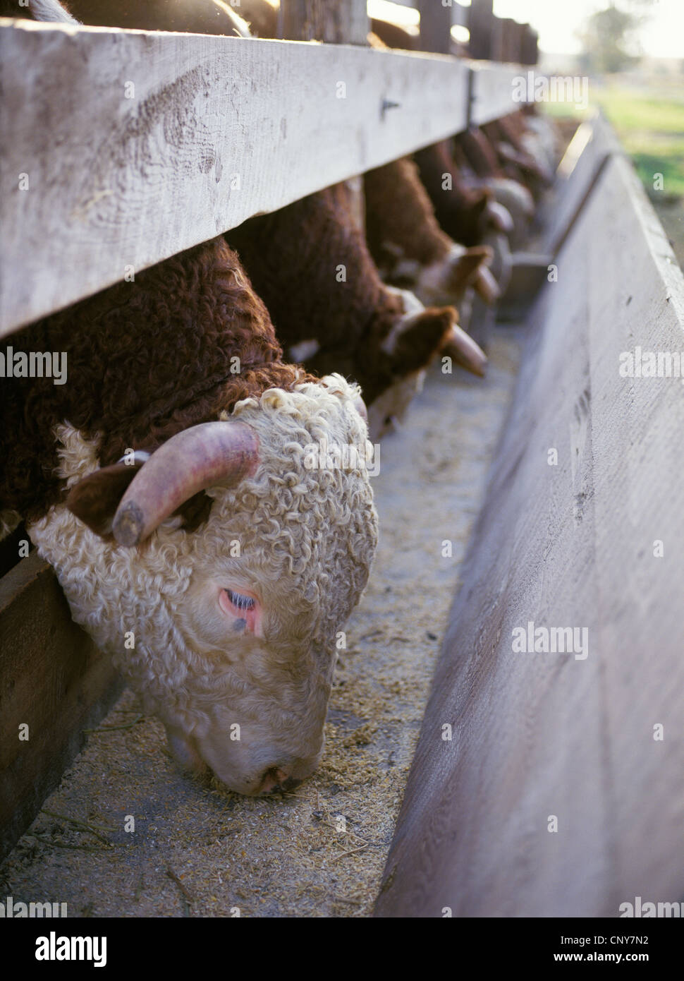 Bovins Hereford taureaux de manger du grain à une mangeoire en bois, l'été sur un Gallatin Valley Ranch, Montana, USA Banque D'Images