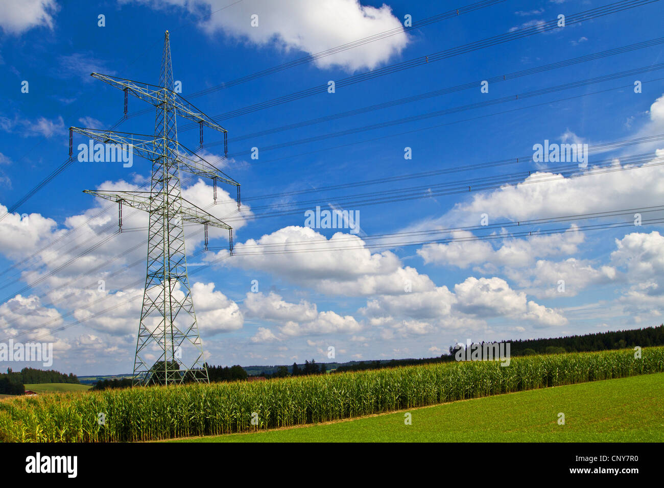 Le maïs, le maïs (Zea mays), champ de maïs et les lignes d'alimentation électrique, l'Allemagne, la Bavière Banque D'Images