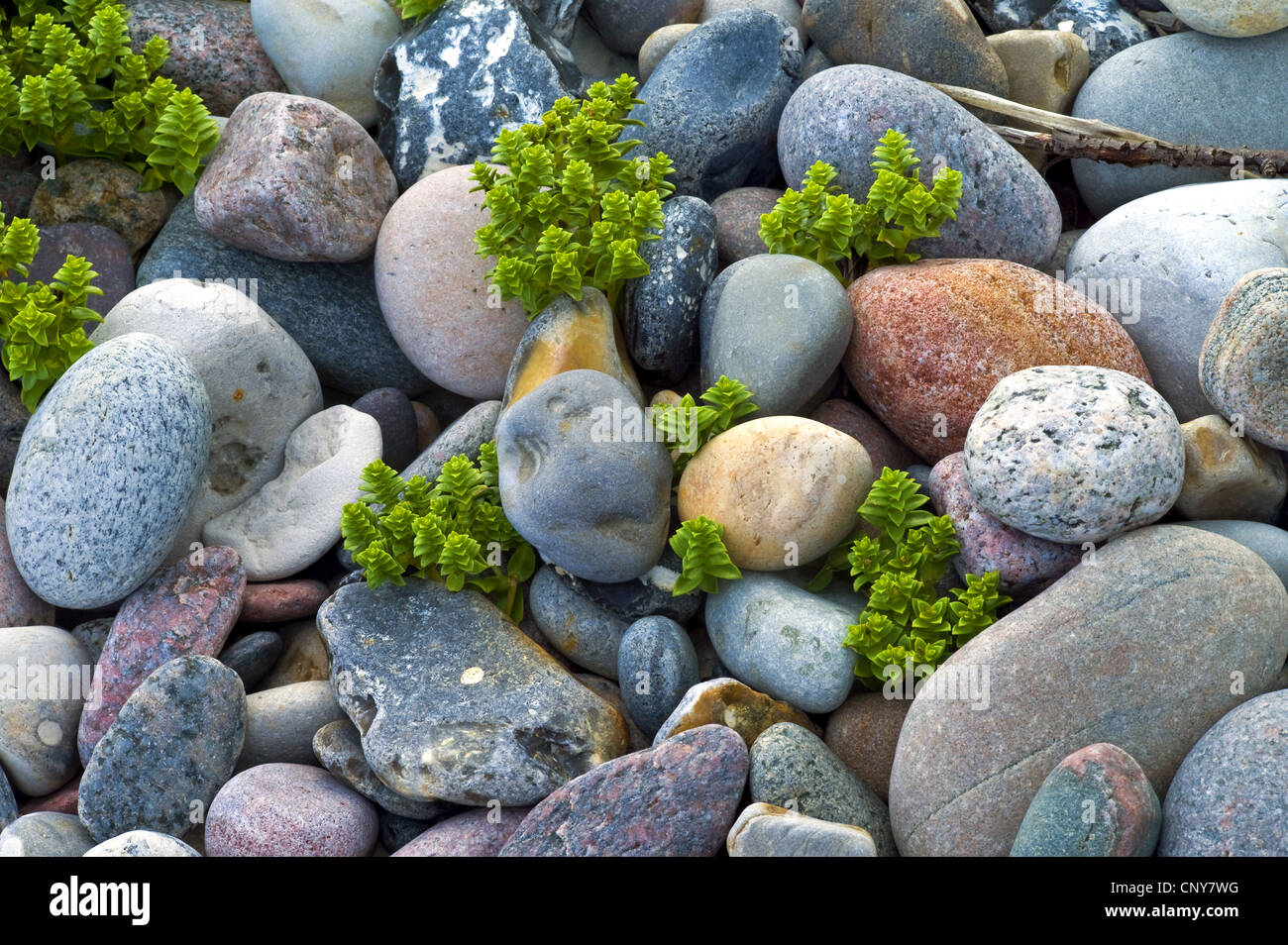 Sabline mer mer, le mouron des oiseaux (Honckenya peploides), entre des pierres sur la côte de la mer Baltique, Allemagne Banque D'Images