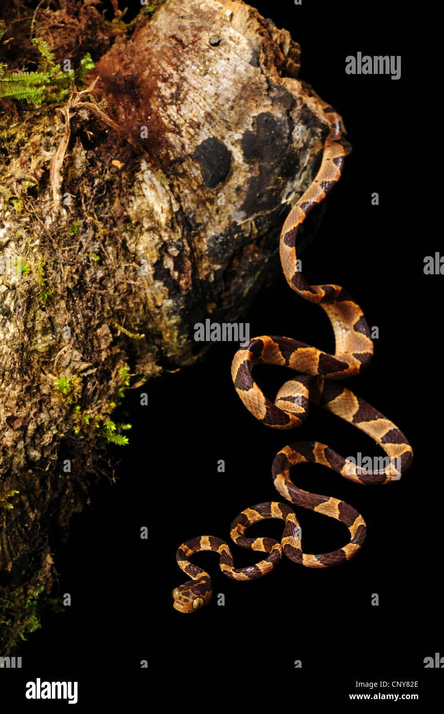 Serpent à tête émoussé (Imantodes cenchoa), à un tronc d'arbre, le Honduras, La Mosquitia, Las Marias Banque D'Images