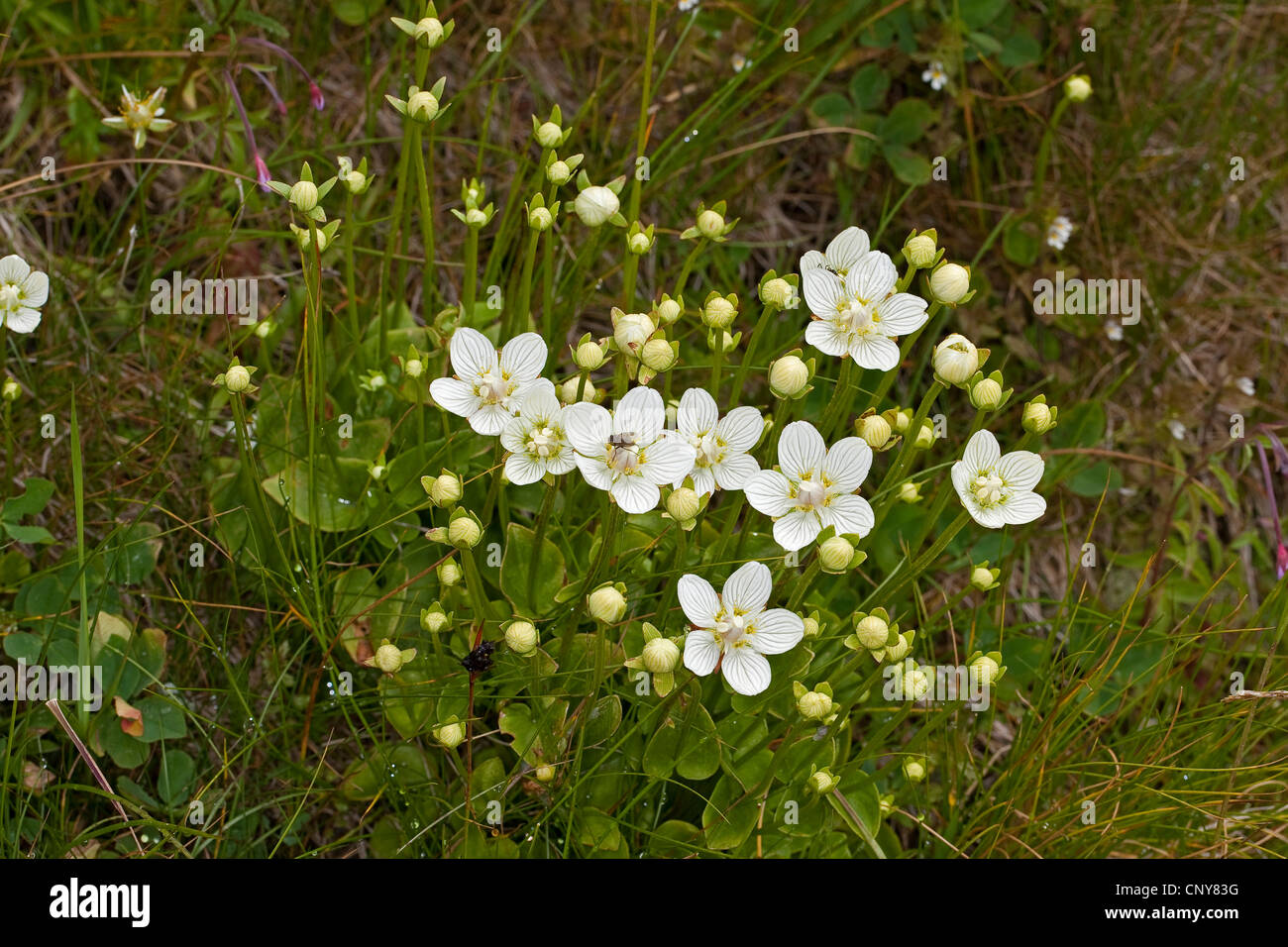 Marsh grass-de-parnassus (Parnassia palustris), la floraison, Allemagne Banque D'Images