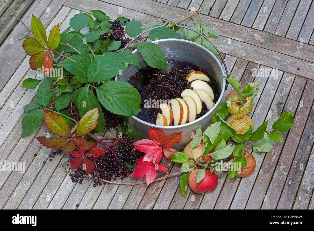 L'aîné, le Sureau noir européen commun, ancien (Sambucus nigra), de baies de sureau avec des tranches de pomme dans un pot Banque D'Images