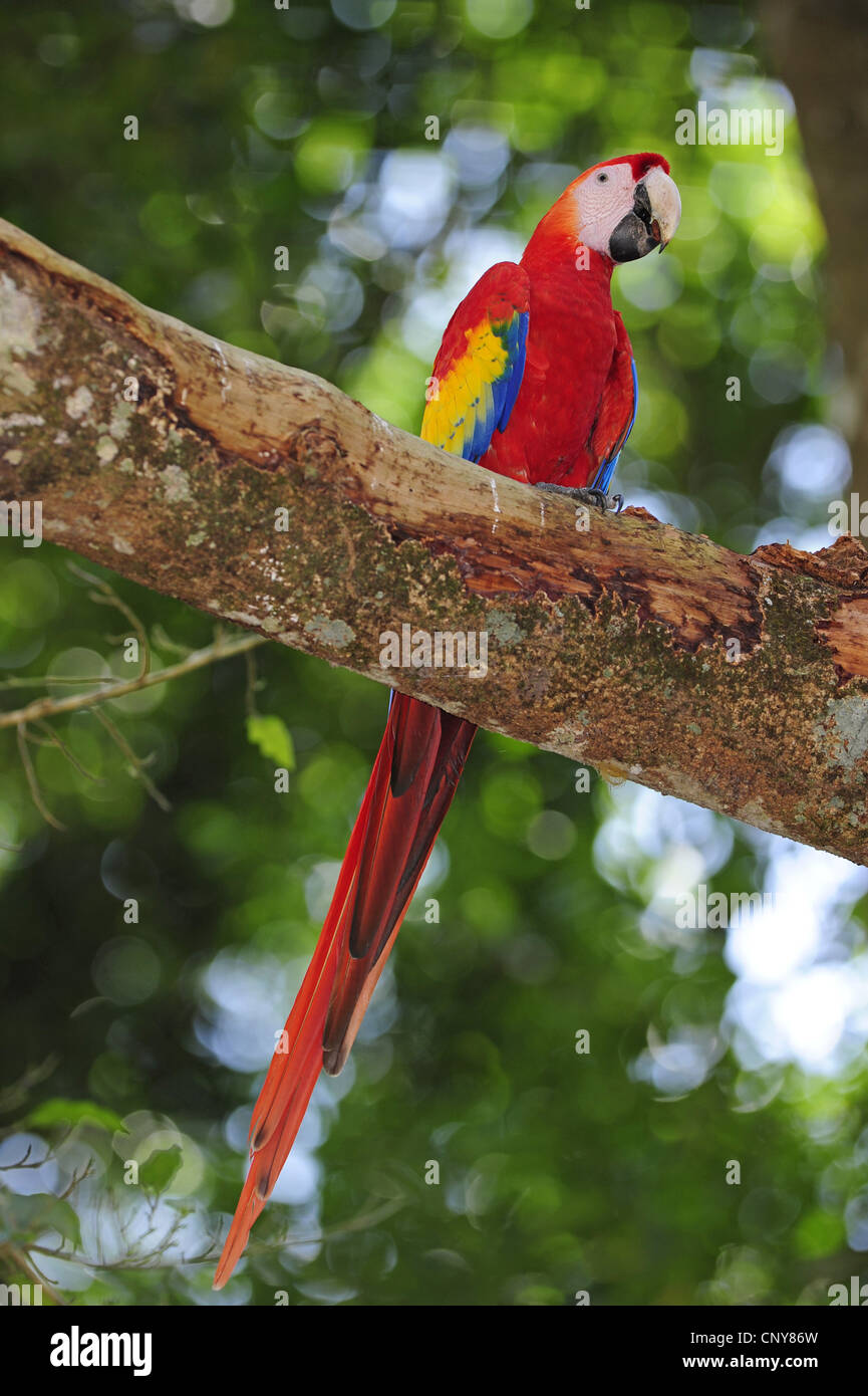 Ara rouge (Ara macao), assis sur une branche, Honduras, Salvador, Salvador Banque D'Images