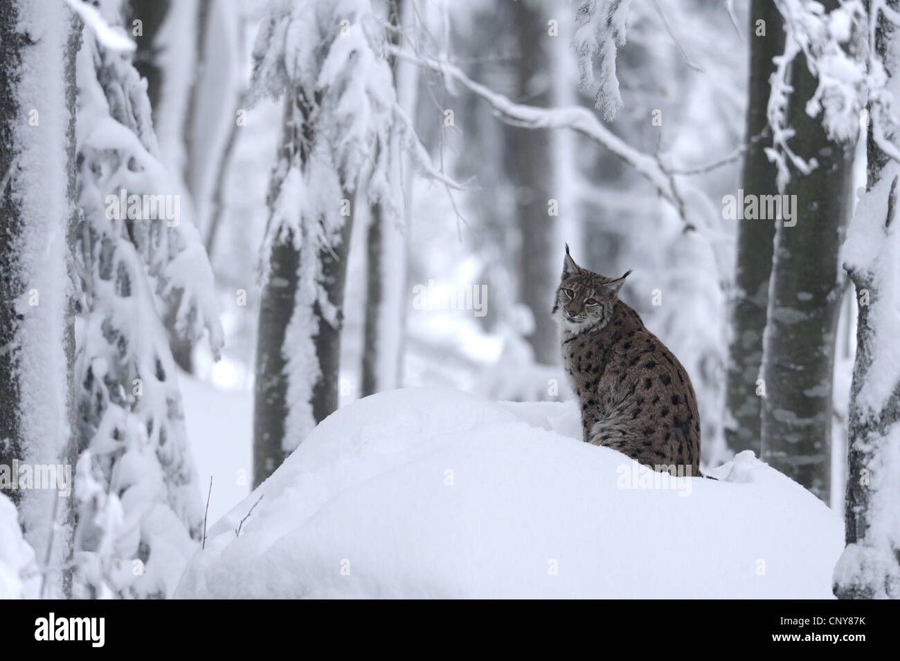 Le lynx eurasien (Lynx lynx), assis dans la neige dans une fores, Allemagne, Bavière, Parc National de la Forêt bavaroise Banque D'Images