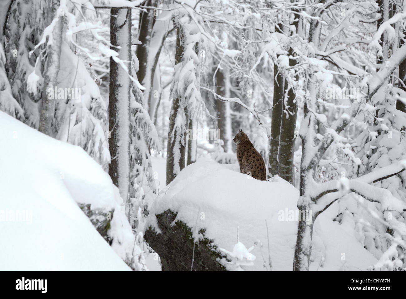 Le lynx eurasien (Lynx lynx), assis dans la neige dans une fores, Allemagne, Bavière, Parc National de la Forêt bavaroise Banque D'Images