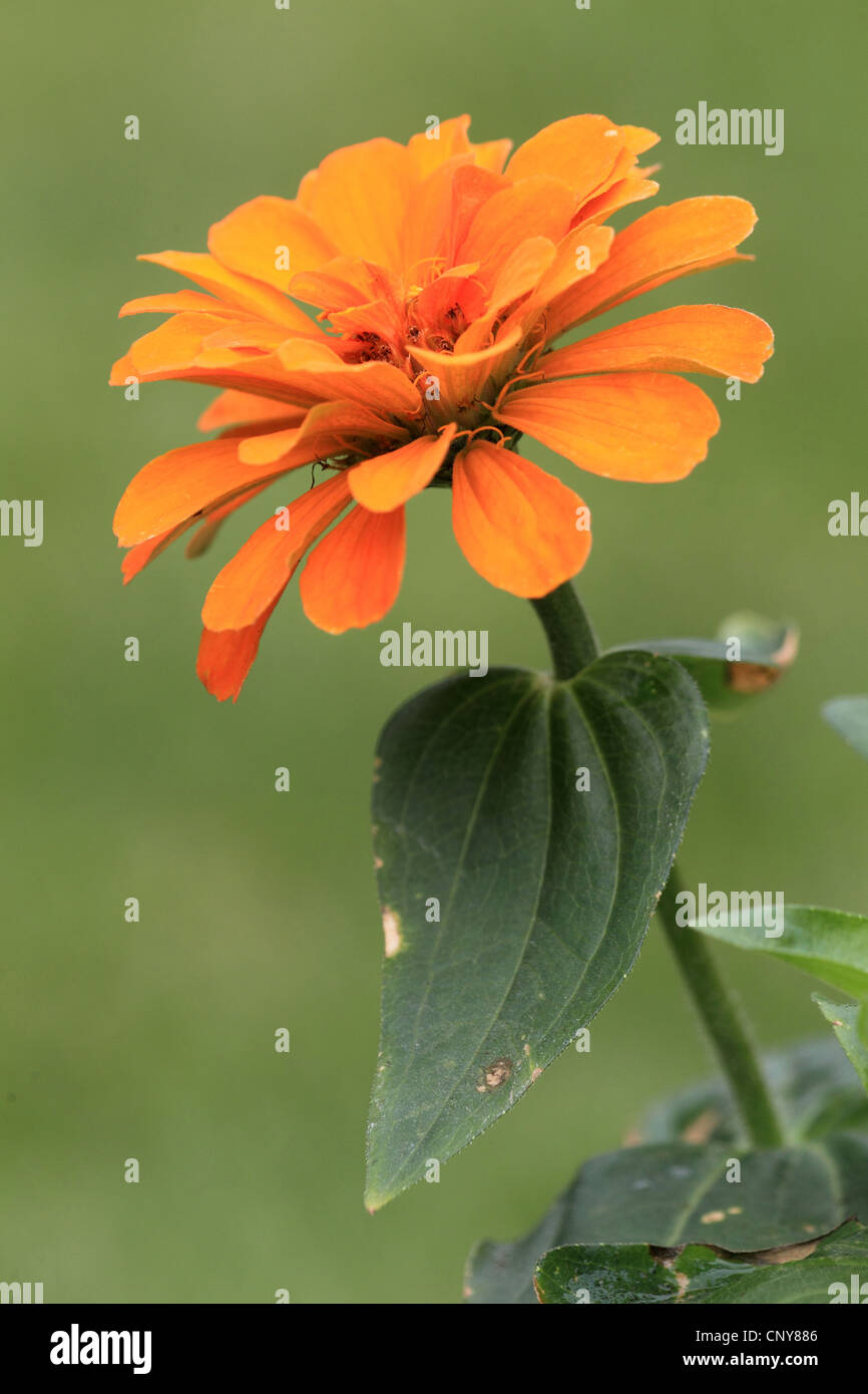 Zinnia Zinnia (spec.), blooming Banque D'Images