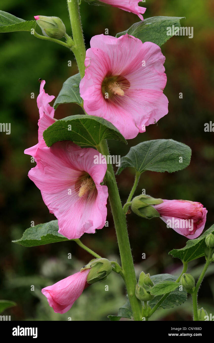 Holly Hock, rose trémière (Alcea rosea, Althaea rosea), fleurs Banque D'Images