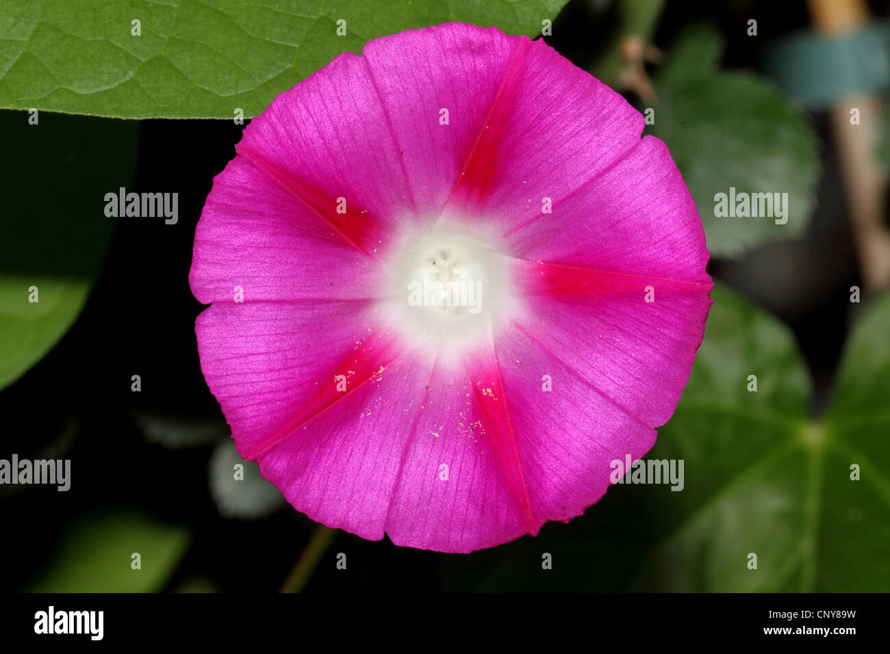 Morning glory (Ipomoea tricolor, Ipomoea violacea), fleur Banque D'Images
