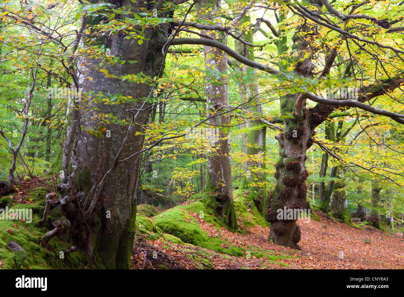 Couleurs d'automne à Horner Bois, Parc National d'Exmoor, Somerset, Angleterre Banque D'Images