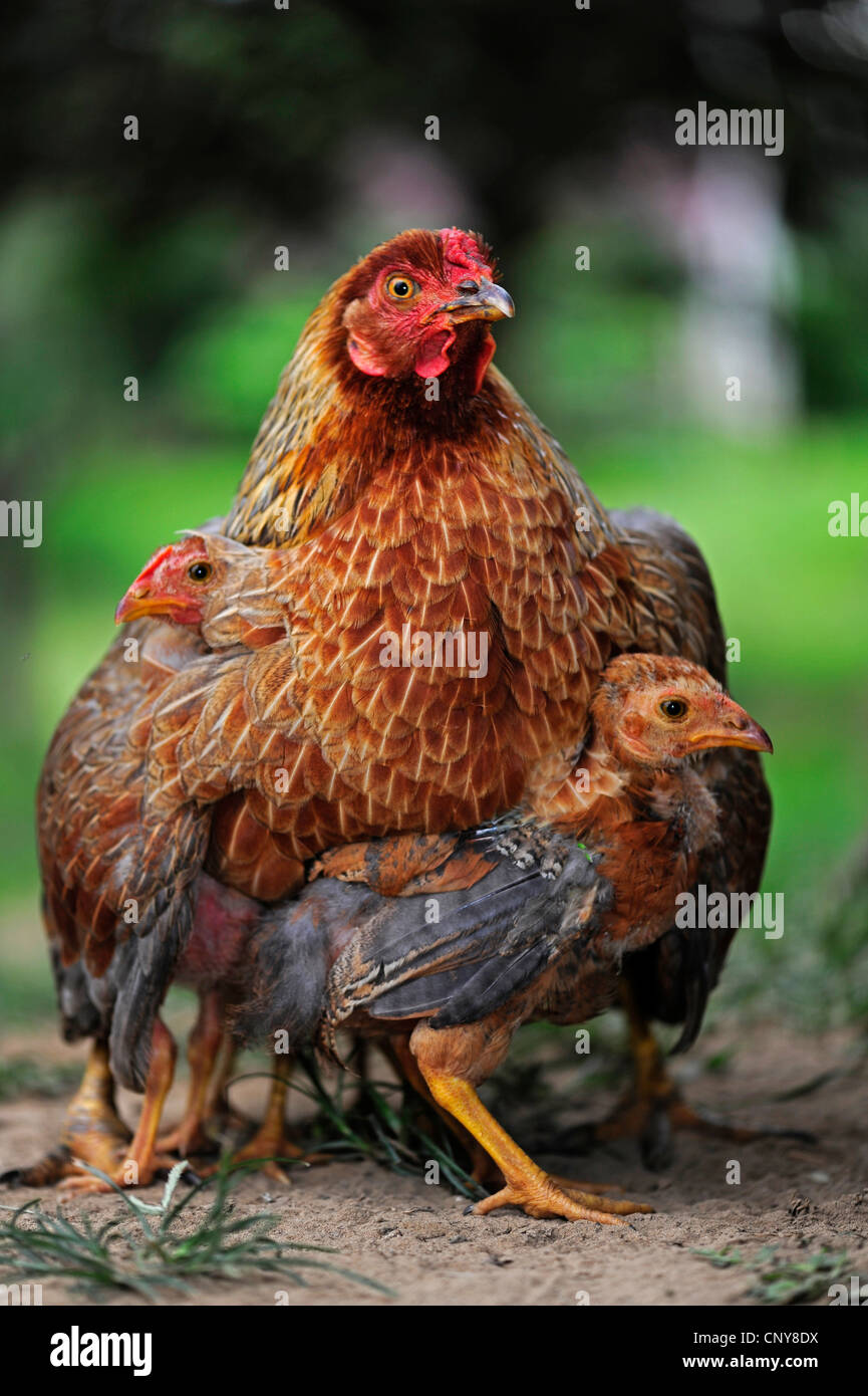 Les oiseaux domestiques (Gallus gallus f. domestica), avec chick, Honduras Banque D'Images