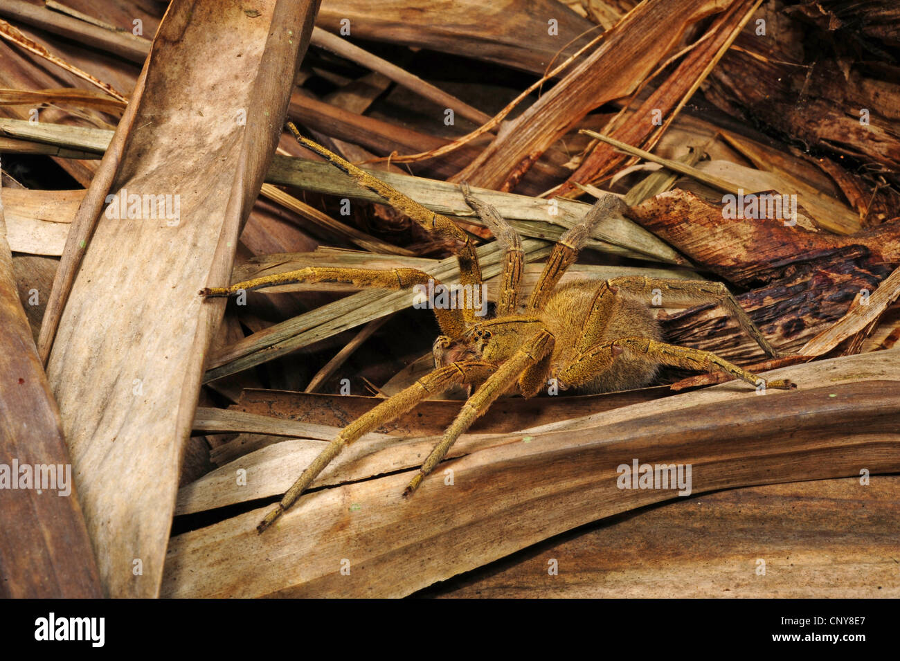 Tarantula (Theraphosidae, Aviculariidae), assis sur le bois, le Honduras, La Mosquitia, Las Marias Banque D'Images