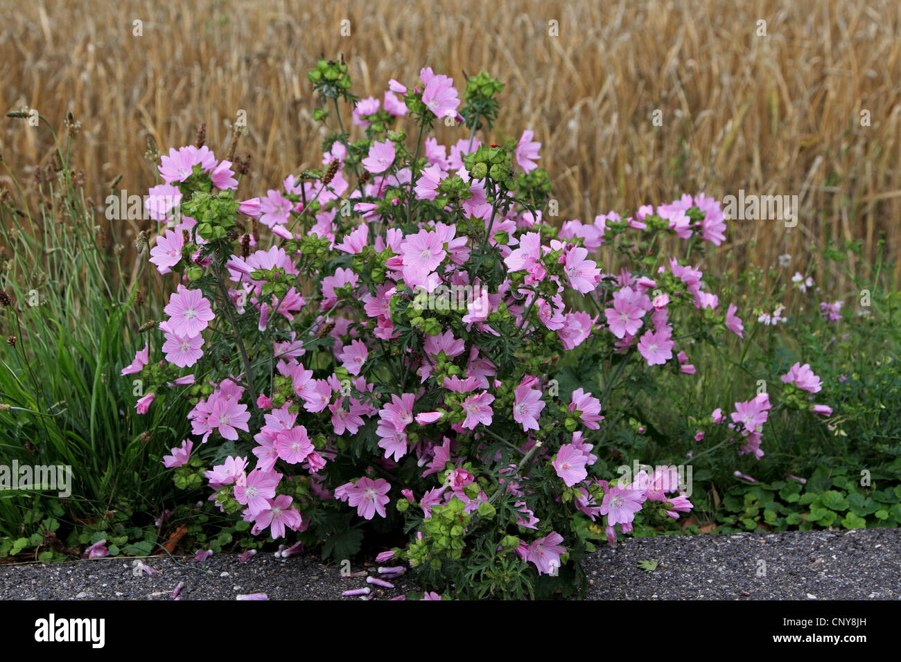 Musk mallow, musc cheeseweed (Malva moschata), qui fleurit à une route, Allemagne Banque D'Images