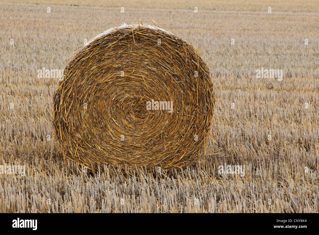 Botte de paille dans le champ de chaume, Allemagne Banque D'Images