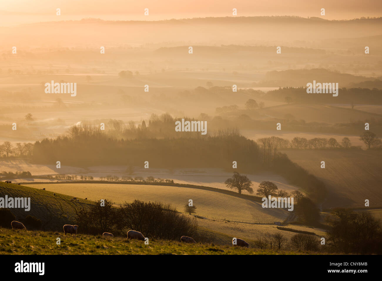 Des moutons paissant sur Raddon Hill, avec vue sur campagne, brumeux et glacial Mid Devon, Angleterre. Décembre 2008 Banque D'Images