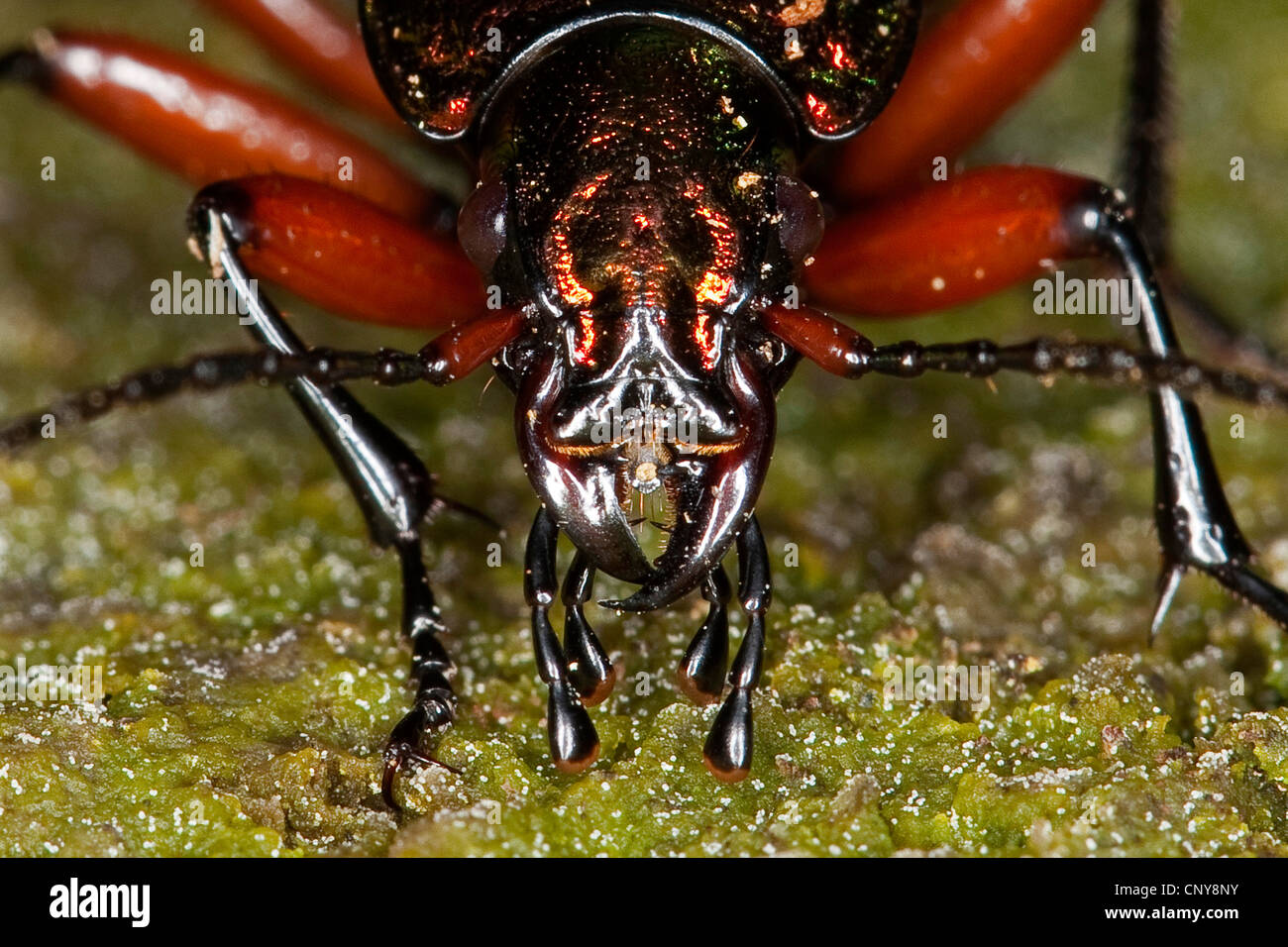 Carabus auronitens (Carabus auronitens), portrait de mastication mandibules Banque D'Images