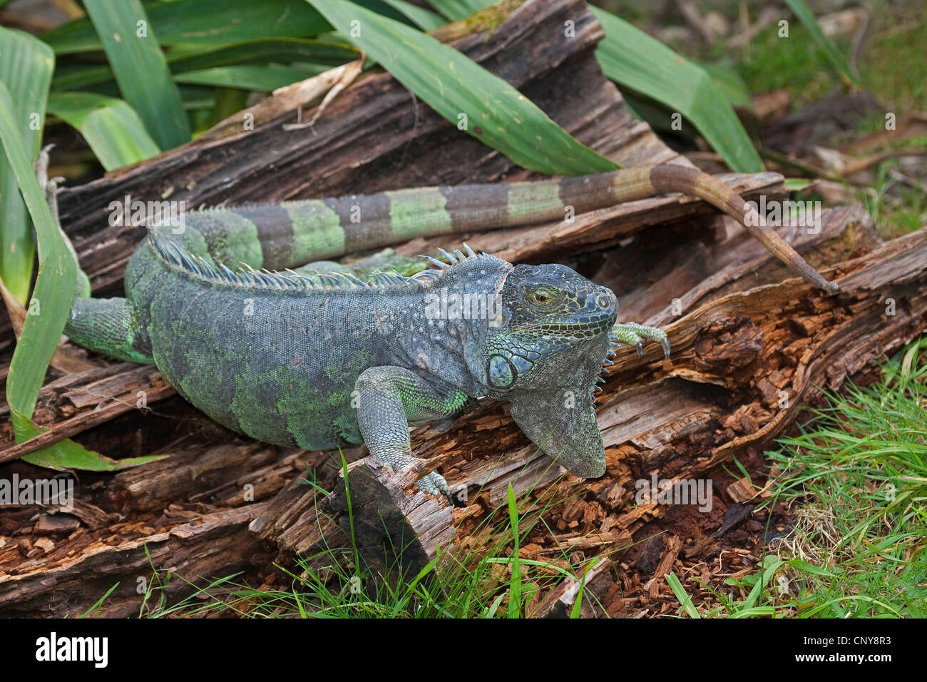 Iguane vert, Iguana iguana iguana (commune), assis sur le bois mort Banque D'Images