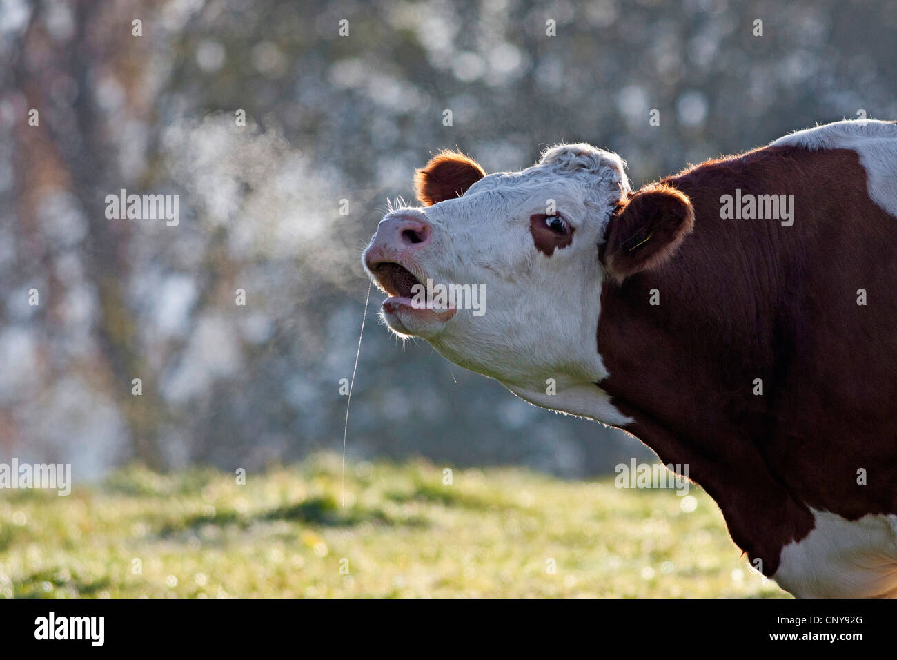 Les bovins domestiques (Bos primigenius f. taurus), la suite de l'article vache sur un pâturage, l'Allemagne, la Bavière Banque D'Images