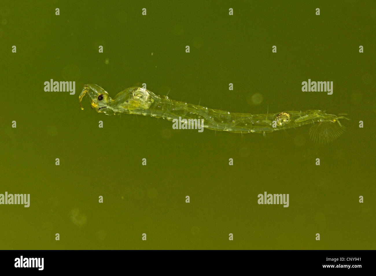 Cécidomyie du fantôme (Chaoborus spec.), larve flottant dans l'eau Banque D'Images