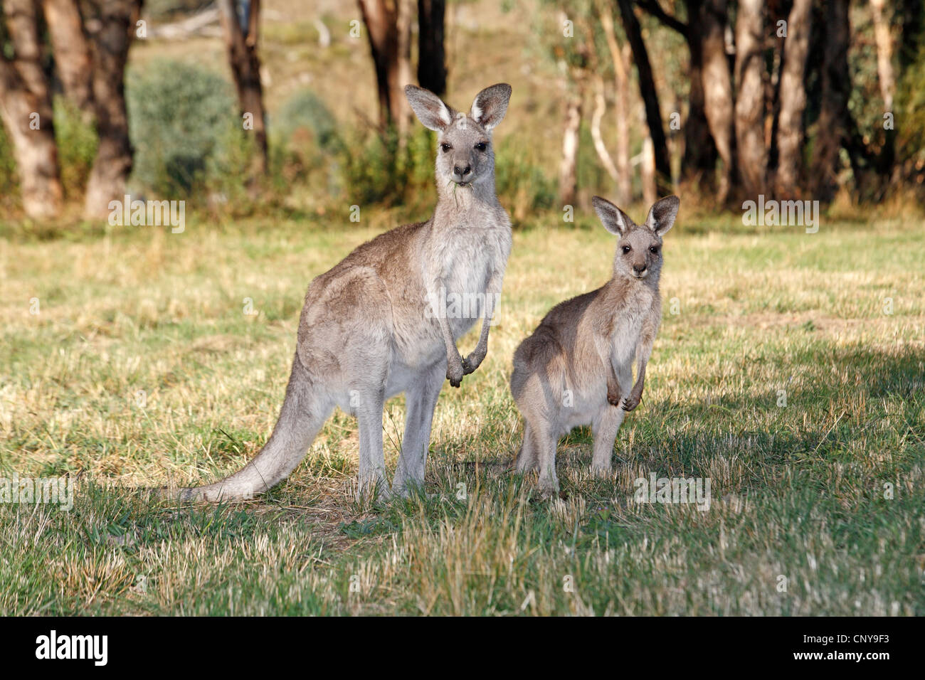 Deux kangourous gris, Macropus giganteus. Une mère sur la gauche et son demi cultivés joey sur la droite. Banque D'Images