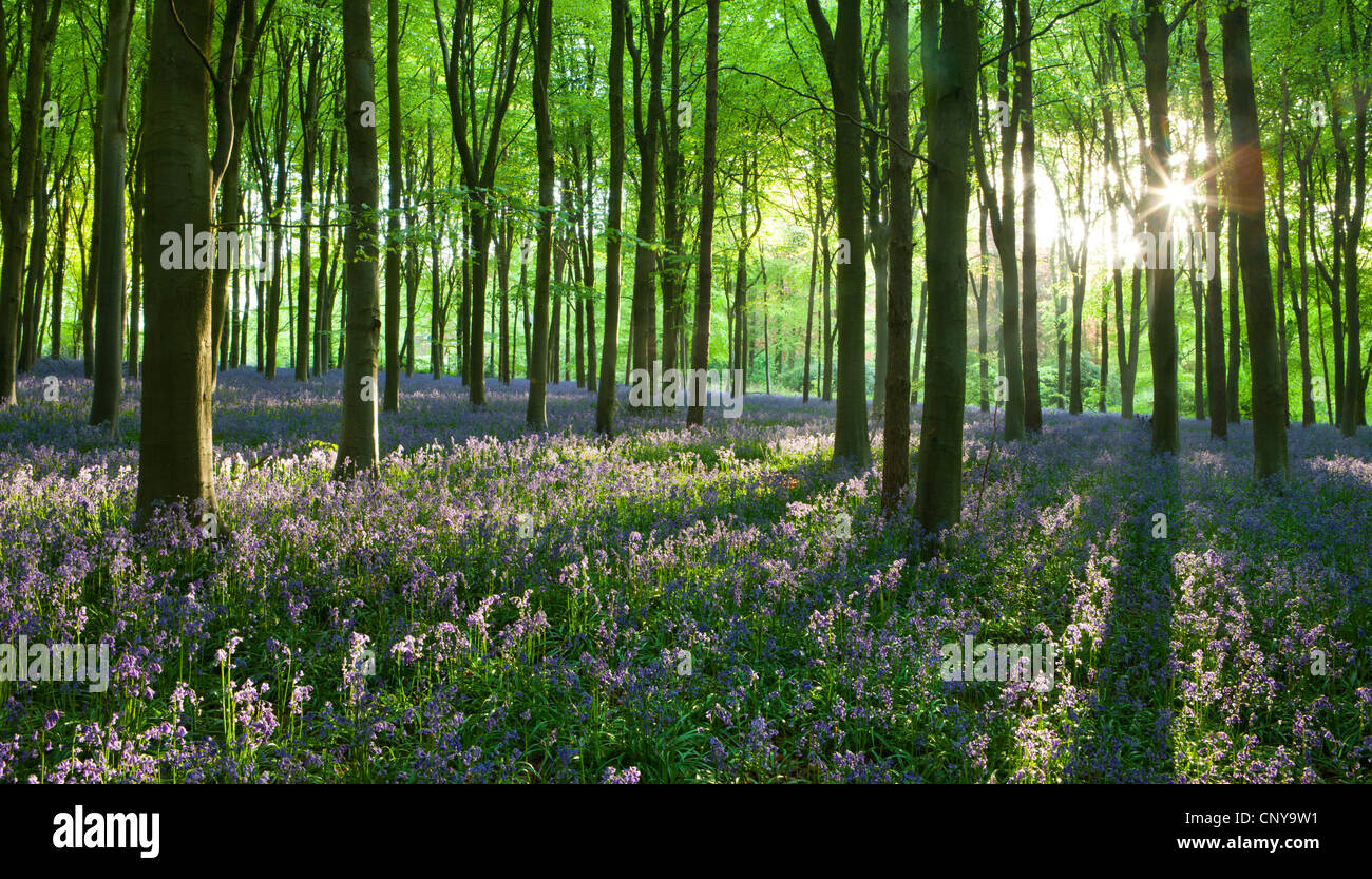 La lumière du soleil tôt le matin à West Woods bois bluebell, Lockeridge, Marlborough, Wiltshire, Angleterre. Printemps (mai) 2010. Banque D'Images
