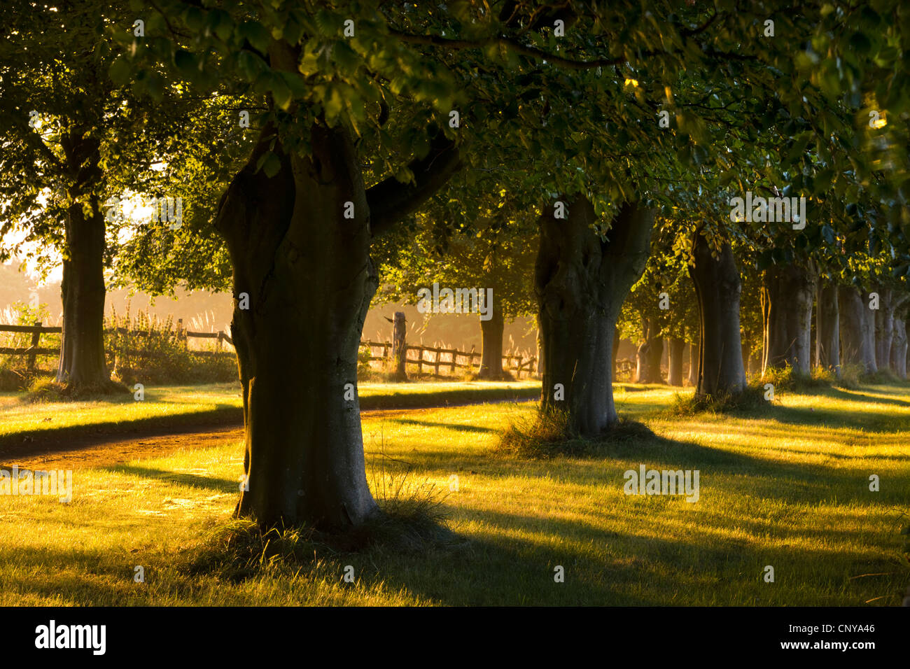 La lumière du soleil du matin d'éclairer une allée d'arbres dans les Cotswolds, Gloucestershire, Angleterre. L'été 2011. Banque D'Images