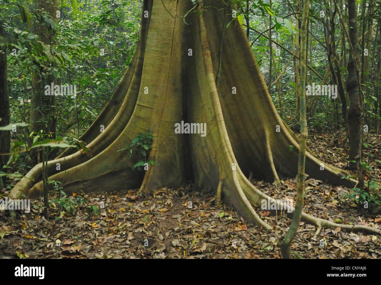 Buttress roots sur un arbre de diptérocarpacées, Thaïlande. Banque D'Images