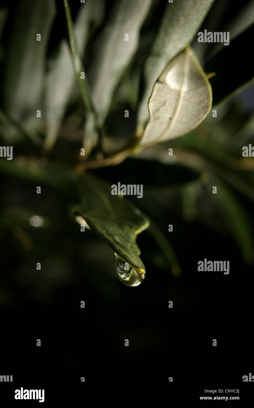 Photo : Steve Race - Goutte de pluie sur une feuille d'olivier Empeltre, Catalunya, Espagne. Banque D'Images