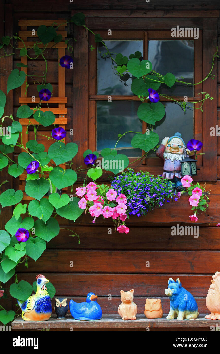 Morning glory (Ipomoea tricolor, Ipomoea violacea), maison d'été avec des fleurs et de l'Allemagne, les chiffres de jardin Banque D'Images