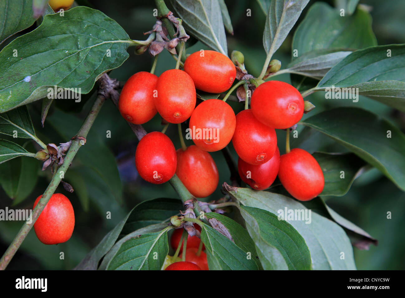 Bois de cerisier en cornaline (Cornus mas), branche avec fruits, Allemagne Banque D'Images