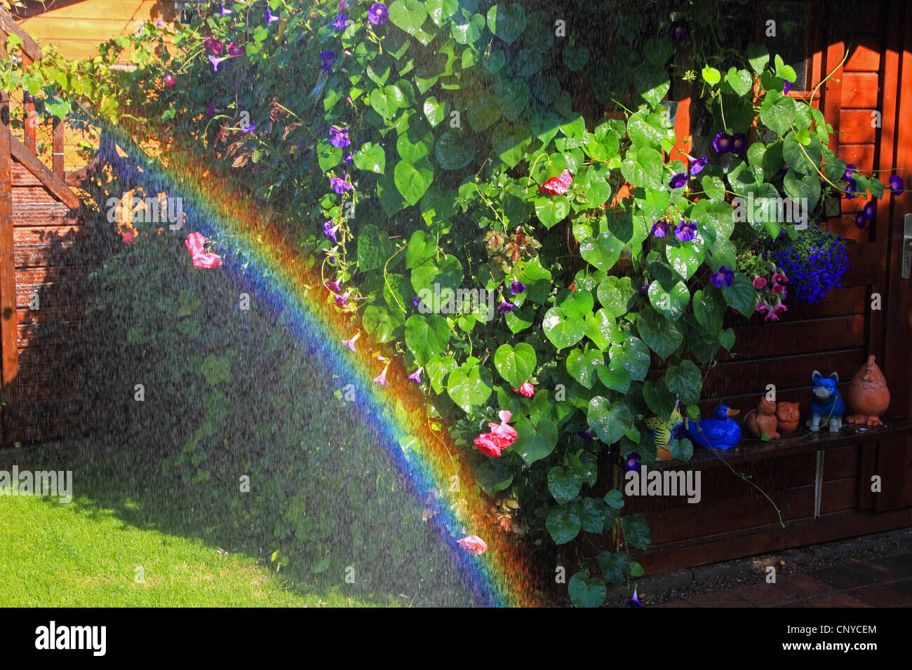 Morning glory (Ipomoea tricolor, Ipomoea violacea), maison d'été avec des fleurs et arc-en-ciel, Allemagne Banque D'Images